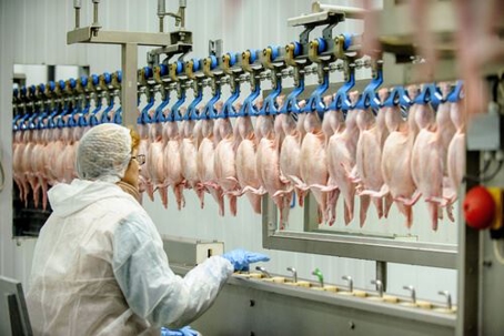 employee in PPE working on a chicken processing factory line